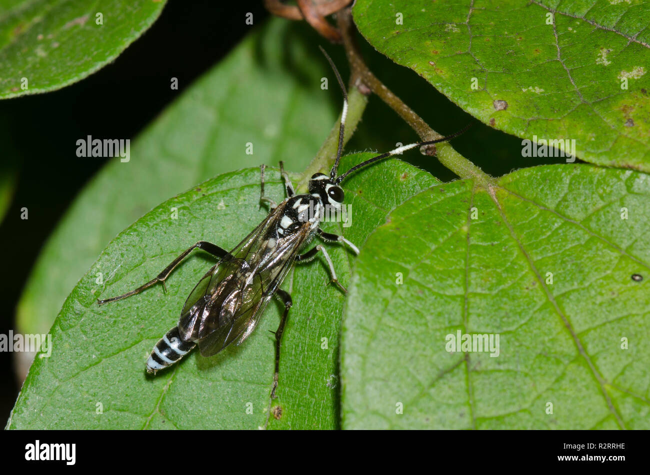 Ichneumon Wasp, Family Ichneumonidae, male Stock Photo