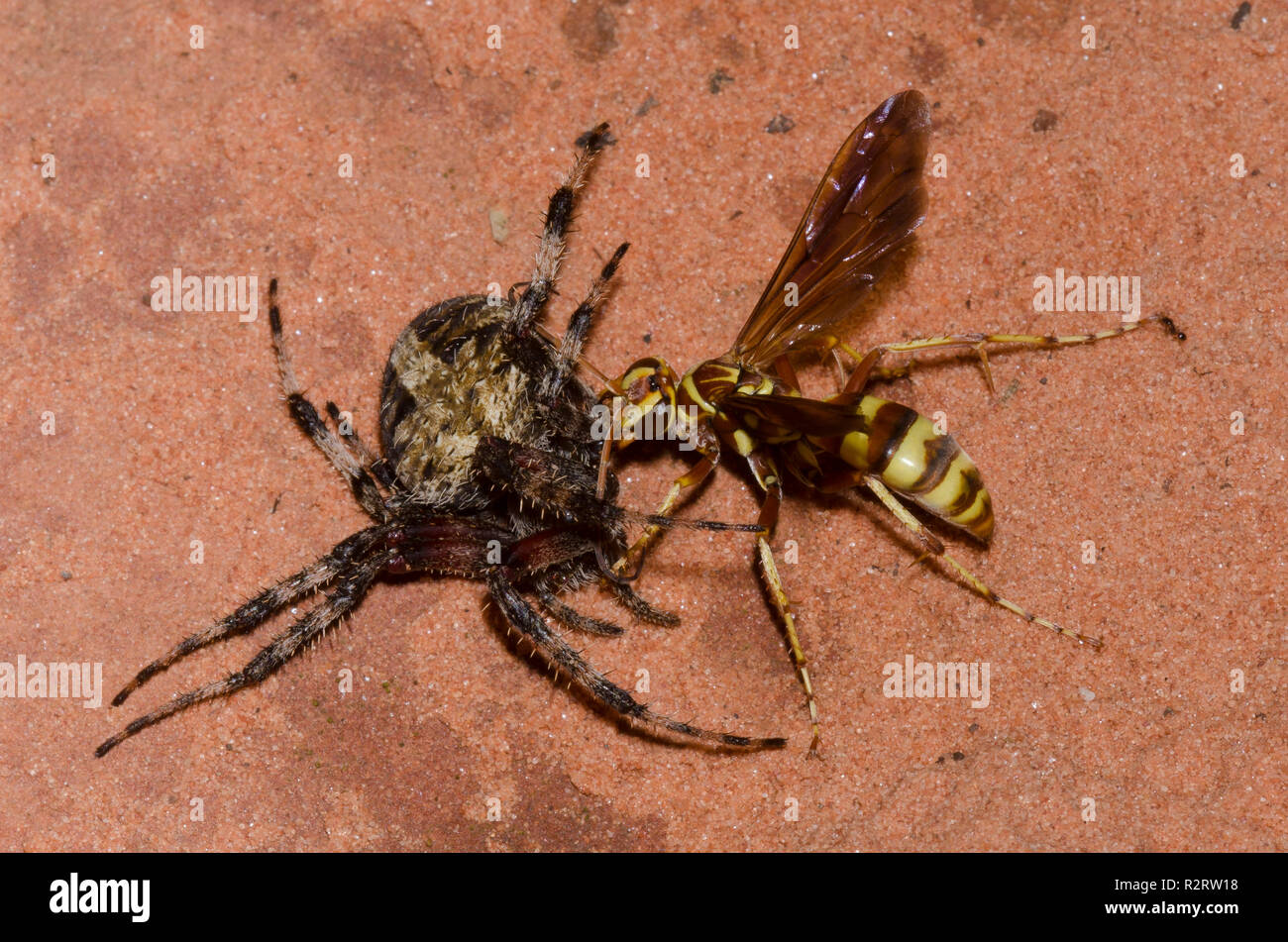 Spider Wasp, Poecilopompilus interruptus, female dragging paralyzed Spotted Orb Weaver, Neoscona crucifera, adult female prey Stock Photo
