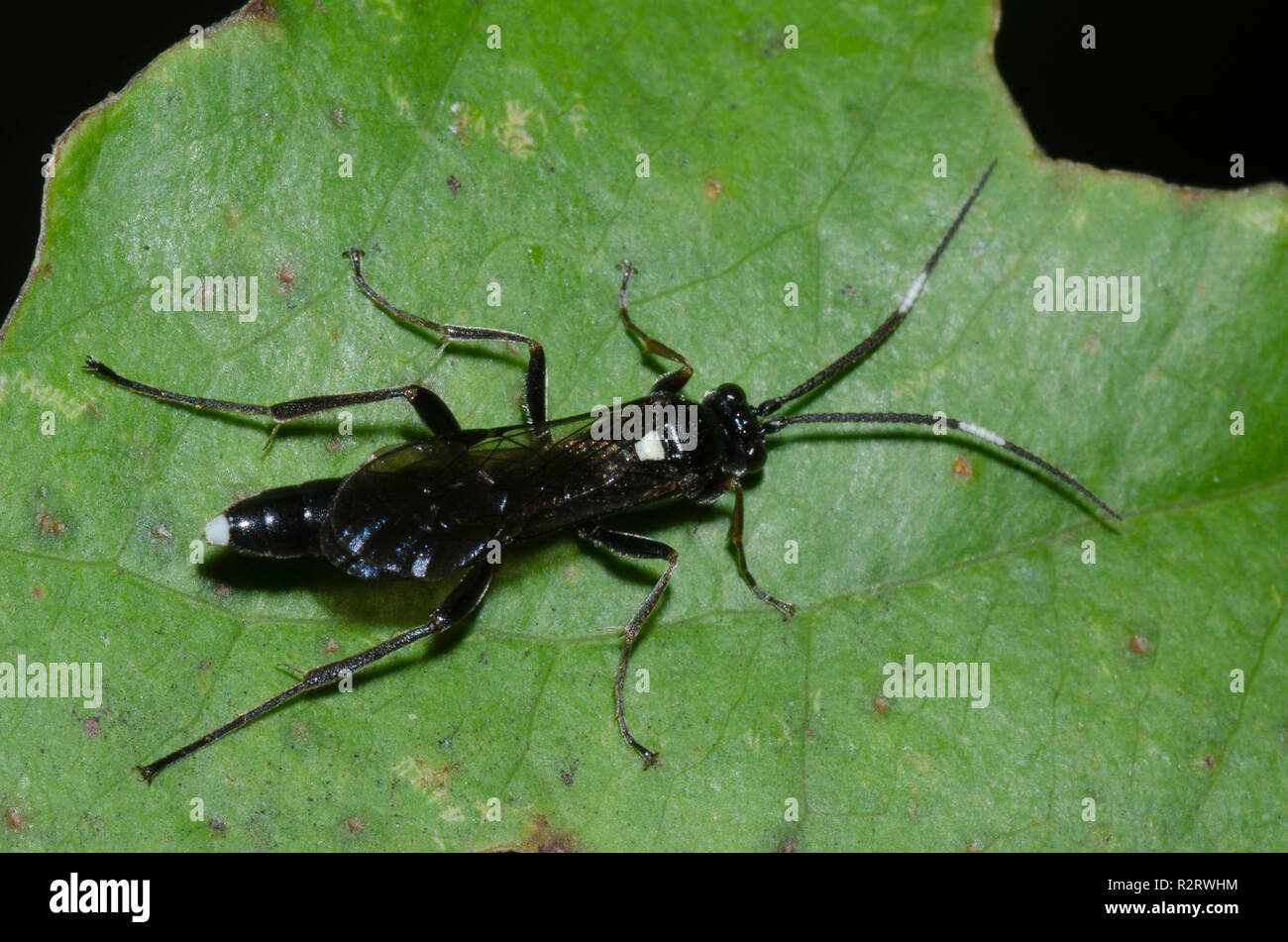 Ichneumon Wasp, Vulgichneumon brevicinctor, male Stock Photo