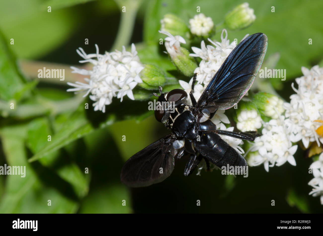 Tachinid Fly, Trichopoda lanipes, on white snakeroot, Ageratina altissima Stock Photo