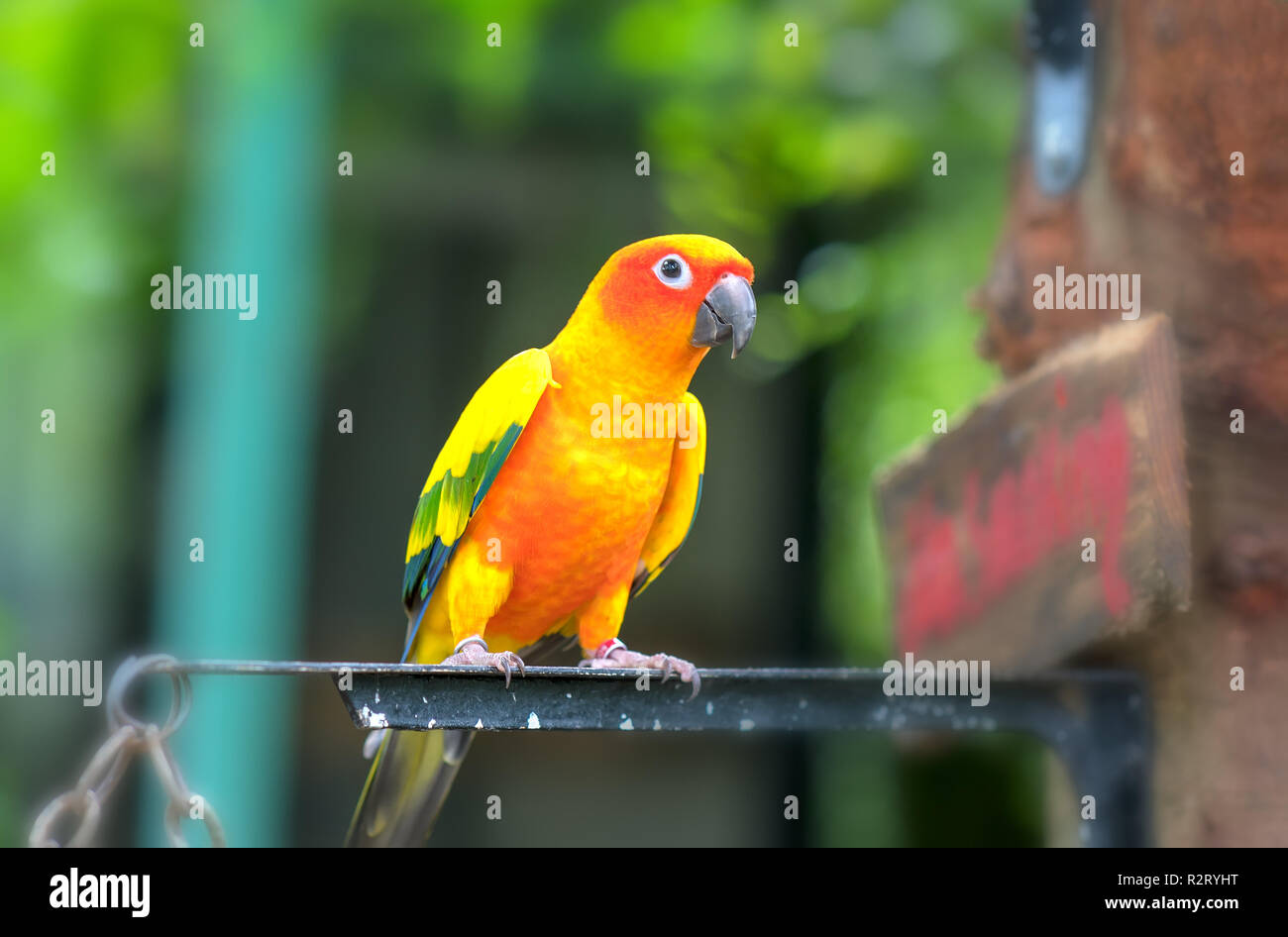 The colorful parrot is relaxing on the fence. This lovebird lives in the forest and is domesticated to domestic animals Stock Photo