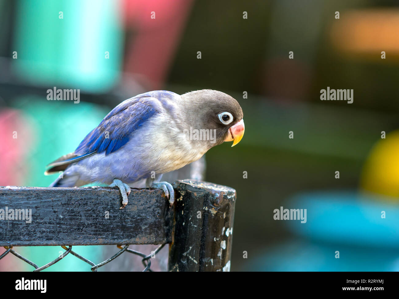 The colorful parrot is relaxing on the fence. This lovebird lives in the forest and is domesticated to domestic animals Stock Photo