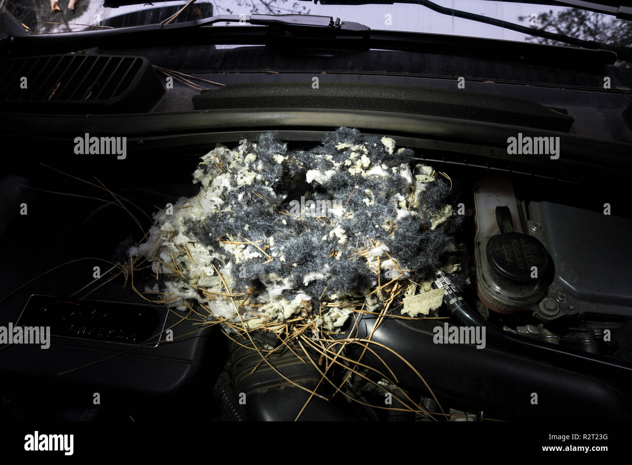 A large, perfectly crafted pack rat nest under the hood of a car parked outdoors in a forested area. Stock Photo