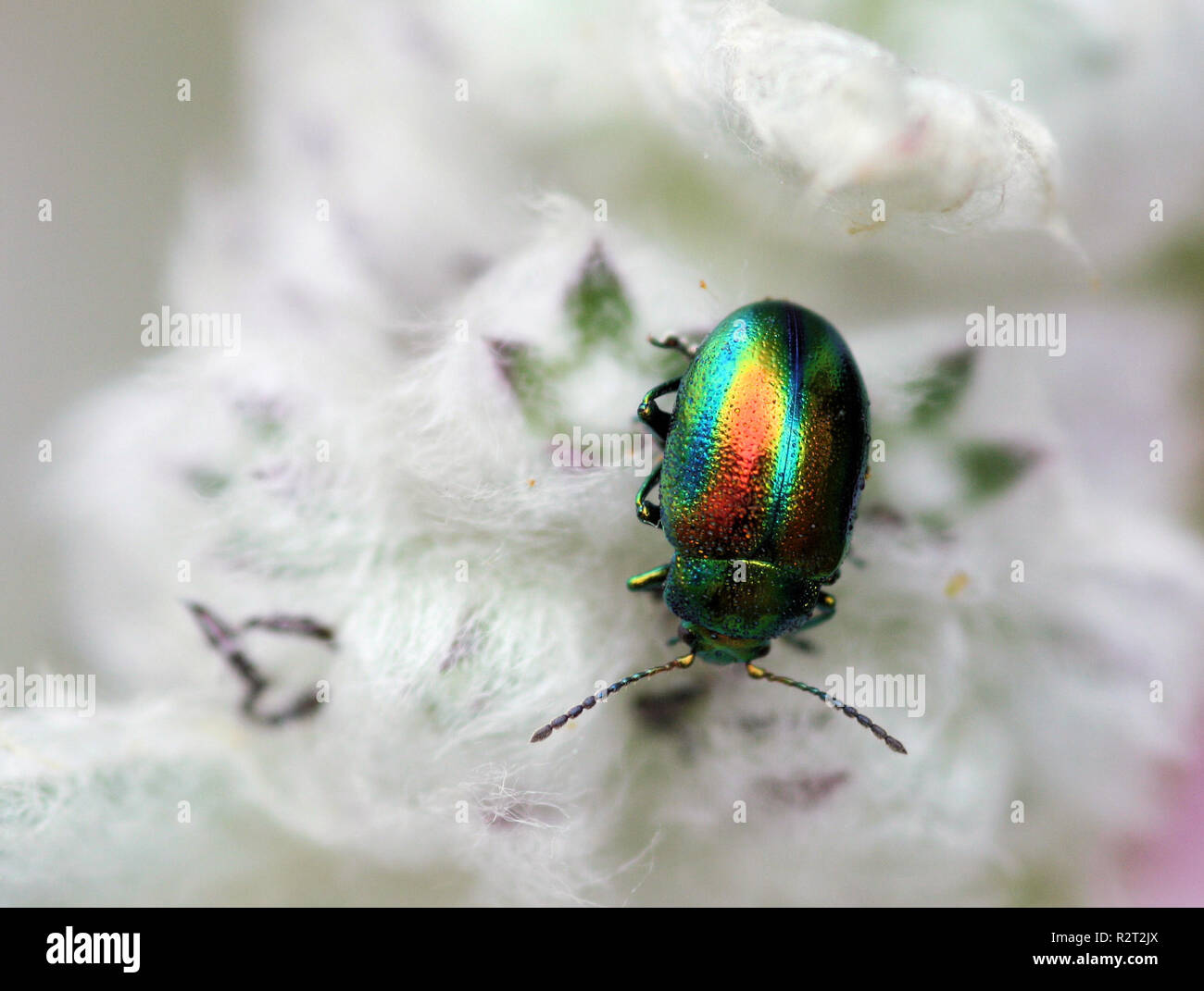 superb leaf beetle (chrysolina fastuosa) Stock Photo