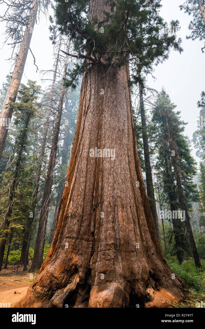 Giant Sequoia tree in Mariposa Grove, Yosemite National Park