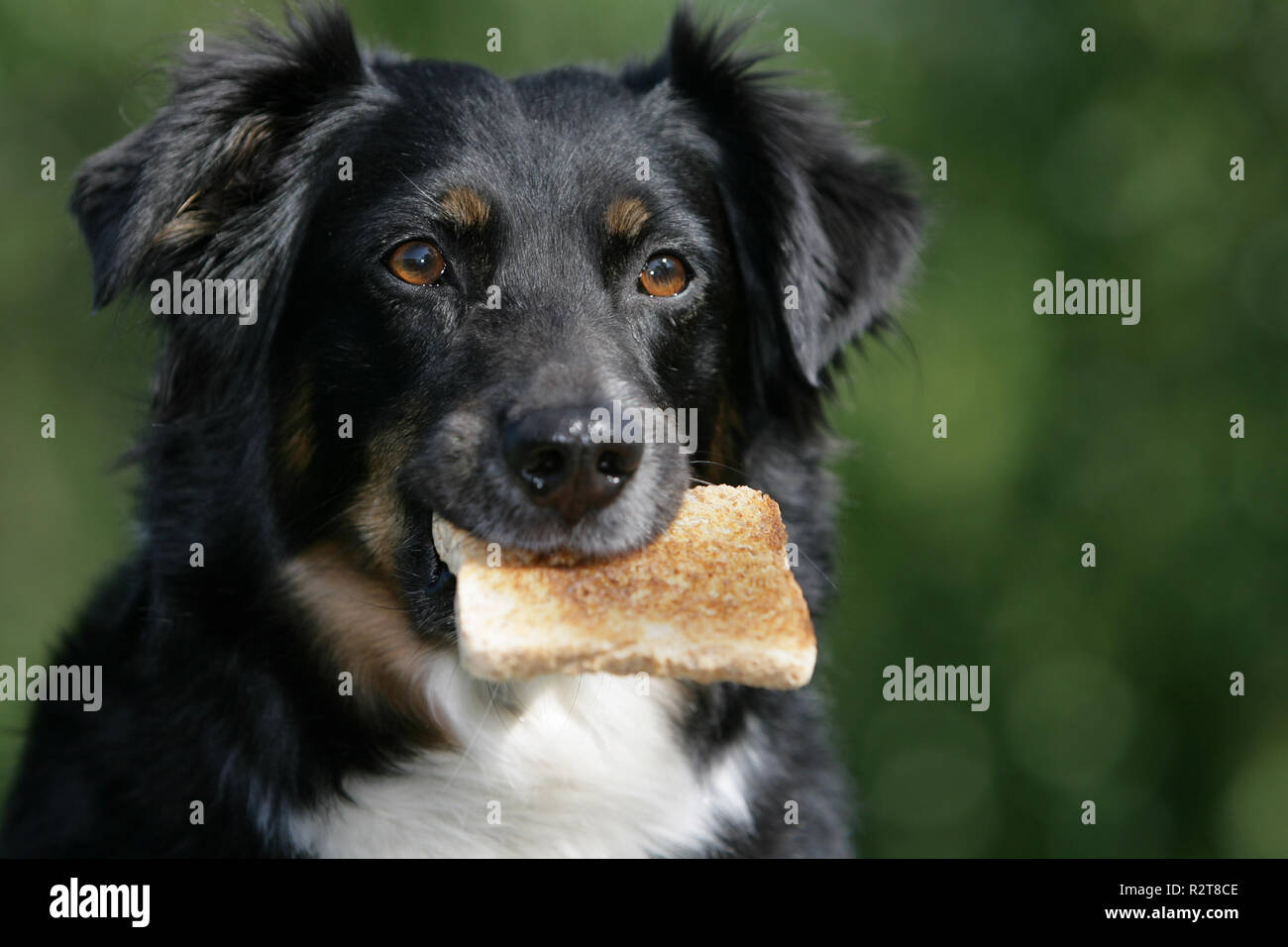 hungry dog Stock Photo