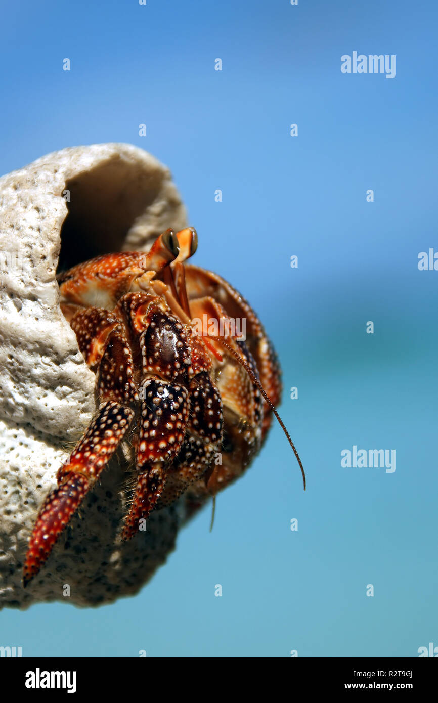 hermit crab & amp  blue sky Stock Photo