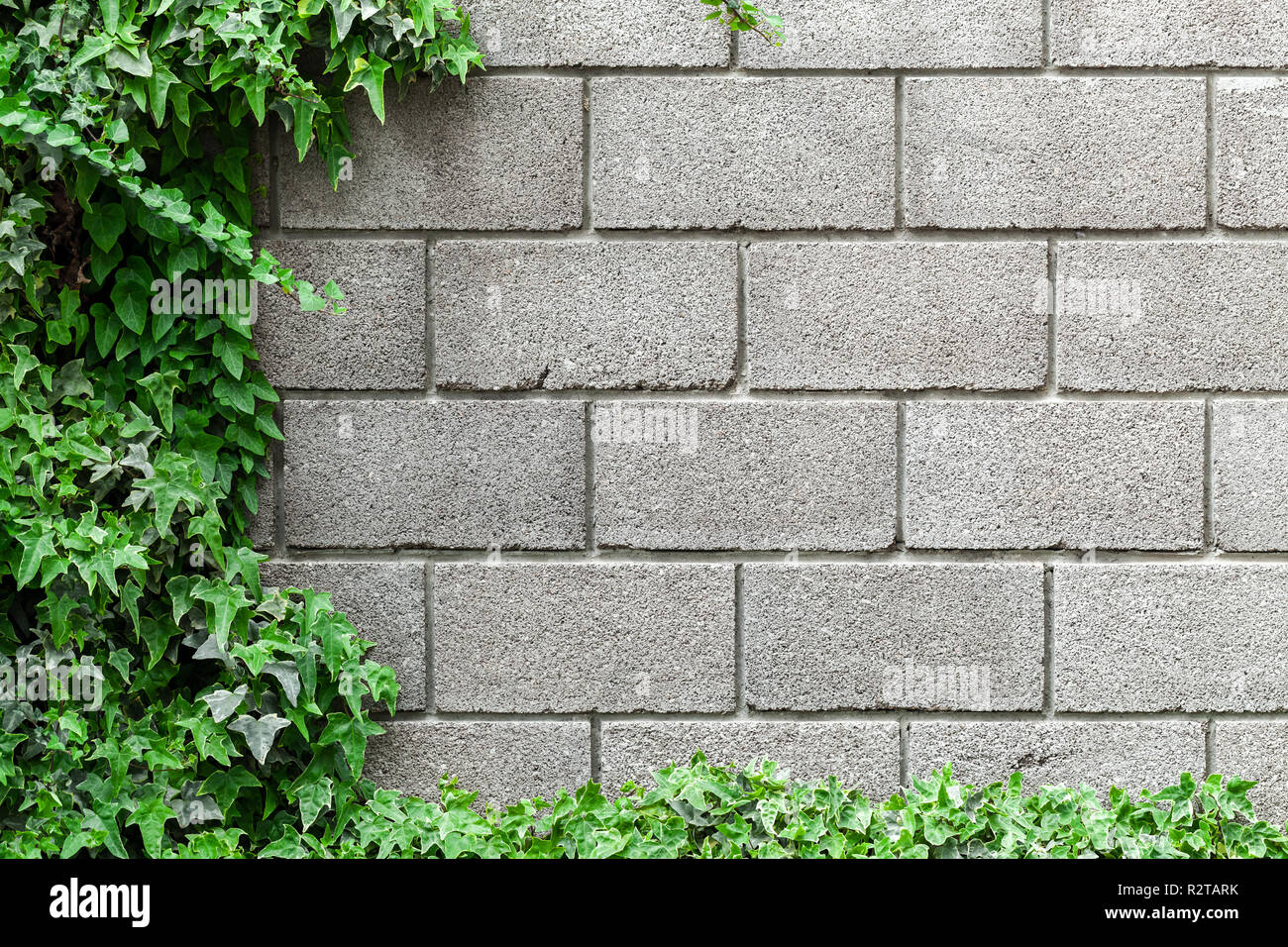 Stone garden fence made of gray foam concrete blocks and decorative green plant over it, background photo texture Stock Photo