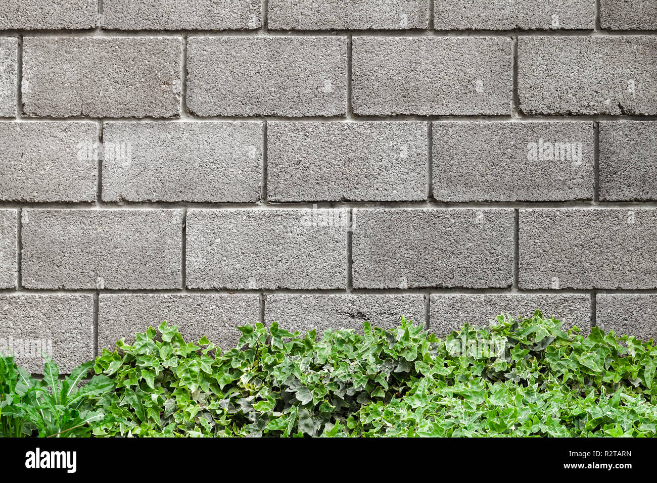 Gray stone garden fence made of foam concrete blocks and decorative green plant, flat background photo texture Stock Photo