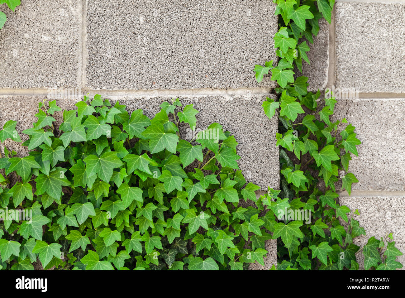 Stone garden fence made of foam concrete blocks and decorative green plant over it, background photo texture Stock Photo