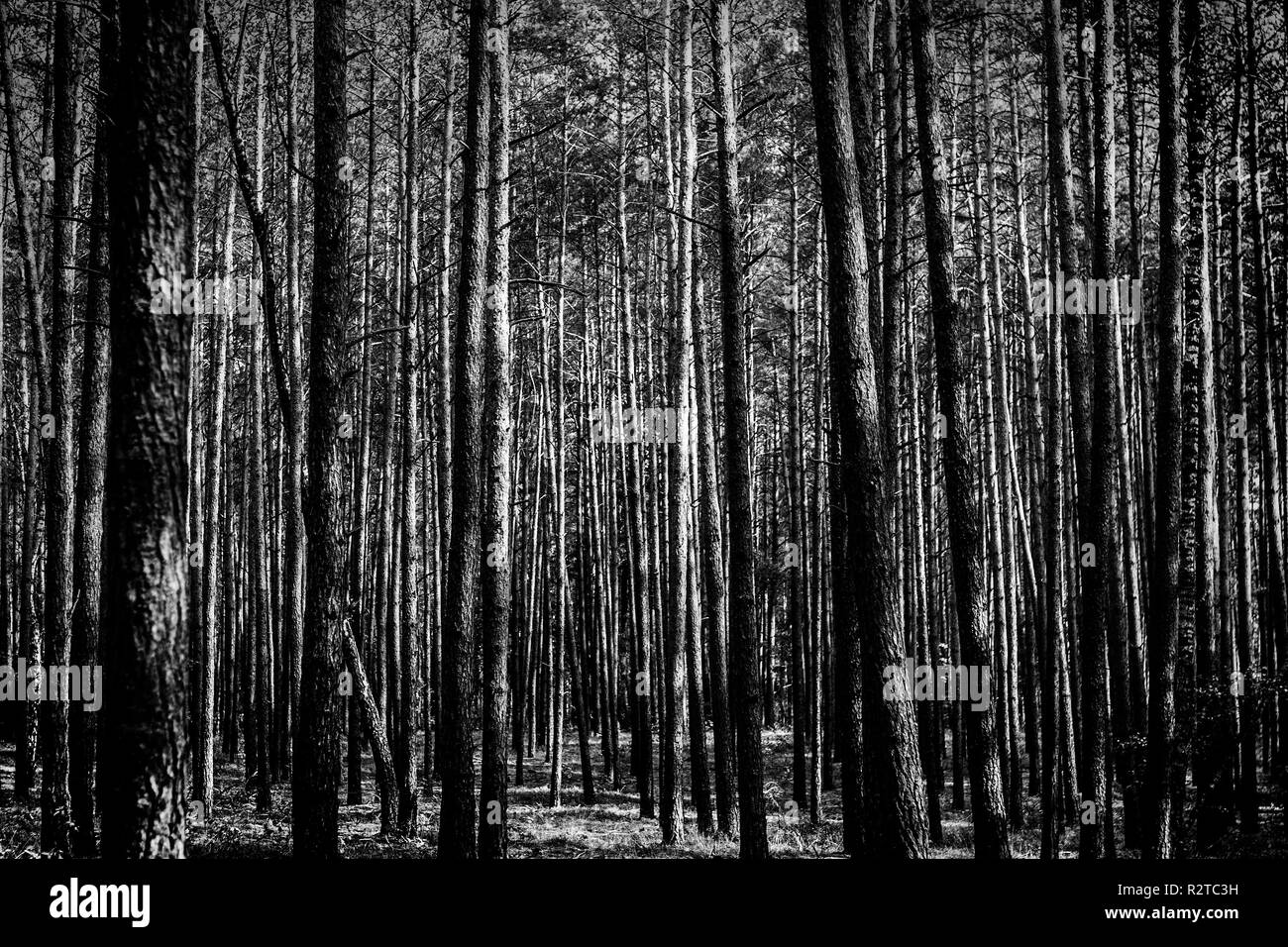 Monochrome picture of gloomy young pine forest Stock Photo
