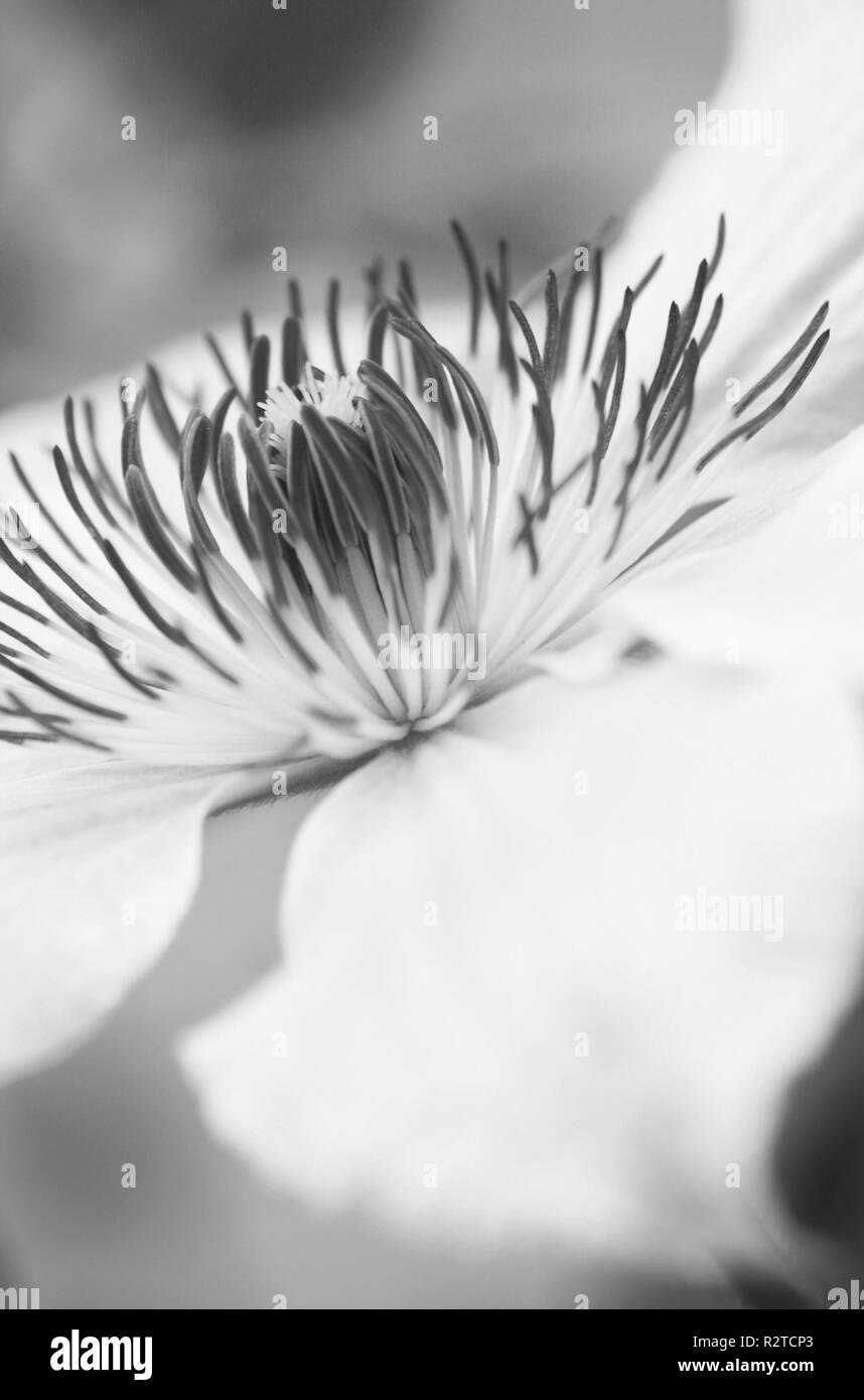 Clematis and climbing rose Black and White Stock Photos & Images - Alamy