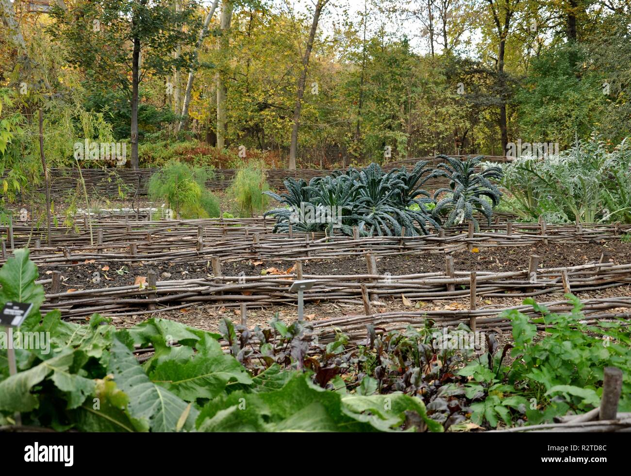 Landscape of an vegetable garden Stock Photo