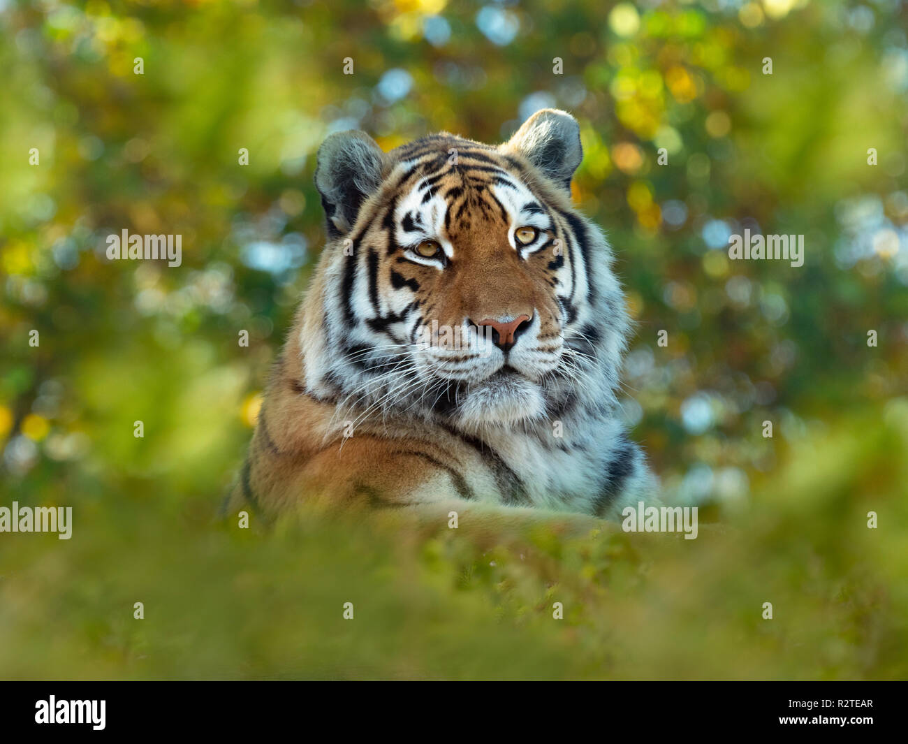 Siberian tiger Panthera tigris tigris  or Amur tiger Stock Photo