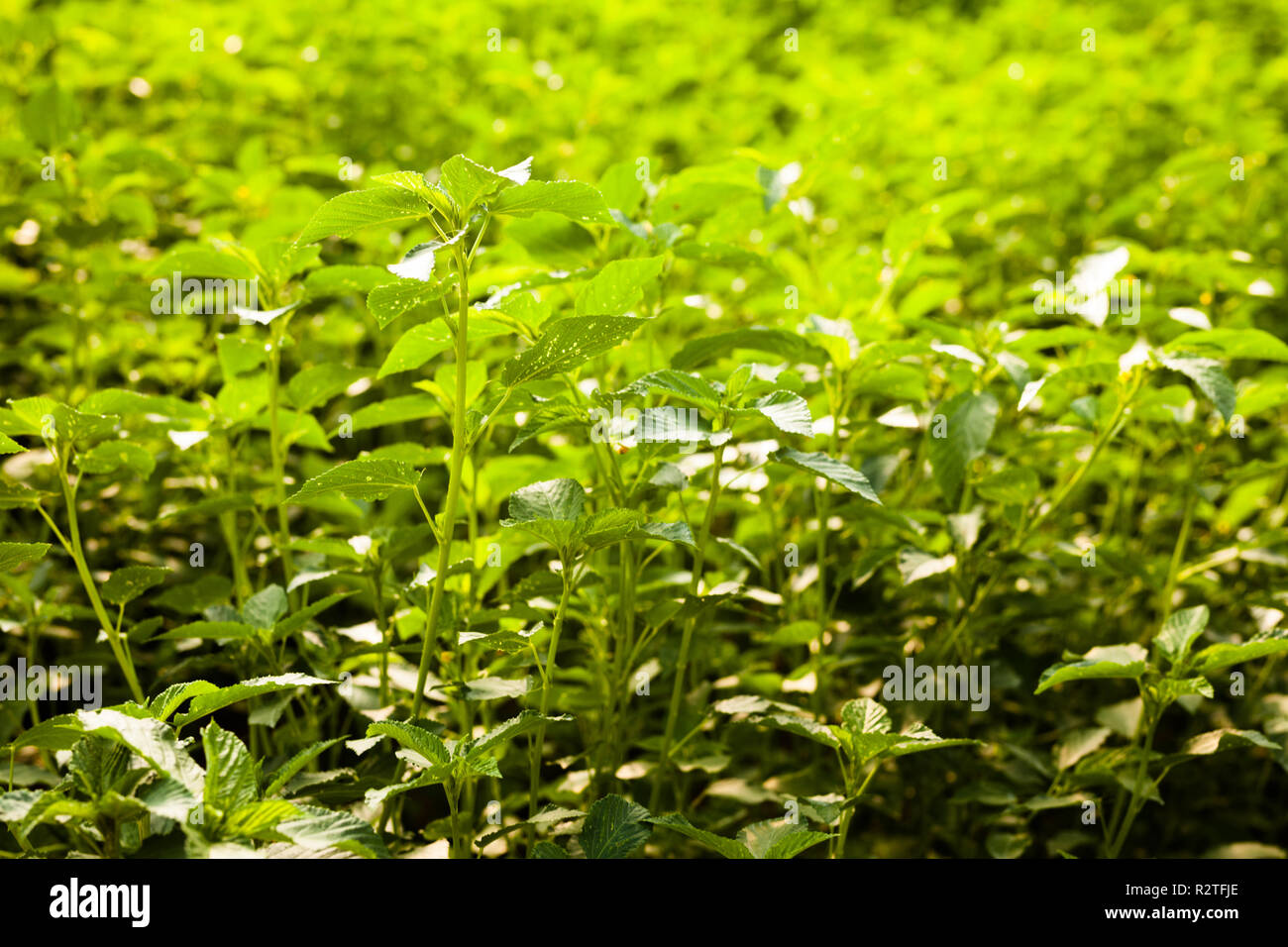 View of plantation of white jute in sunny greenhouse Stock Photo