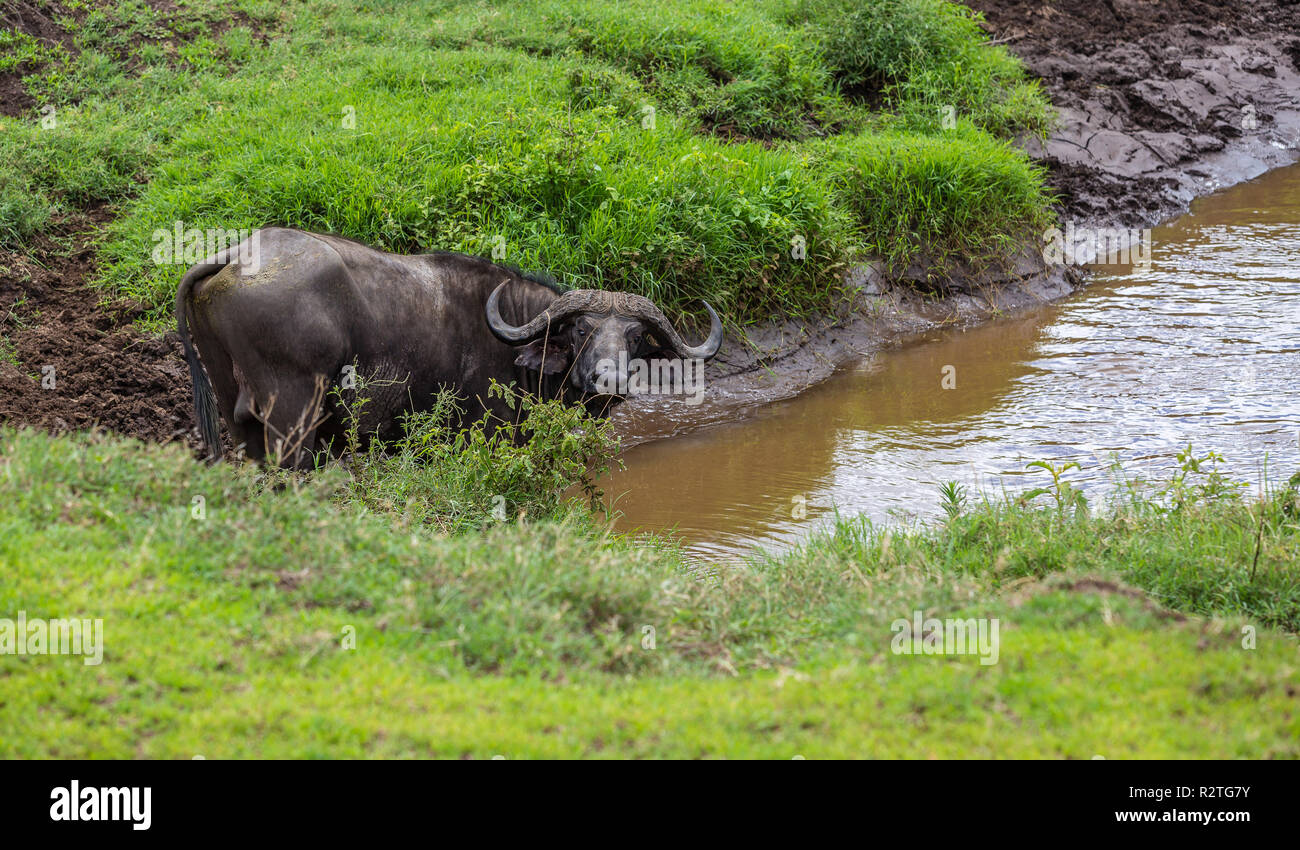 Cape buffalo in Ngorongoro Crater, Tanzania Stock Photo