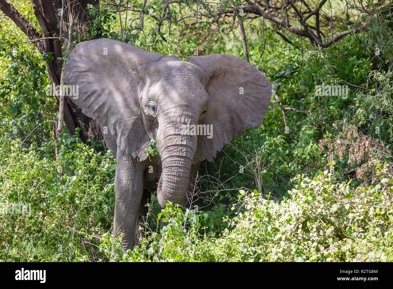 Elephant in Lake Manyara, Tanzania Stock Photo