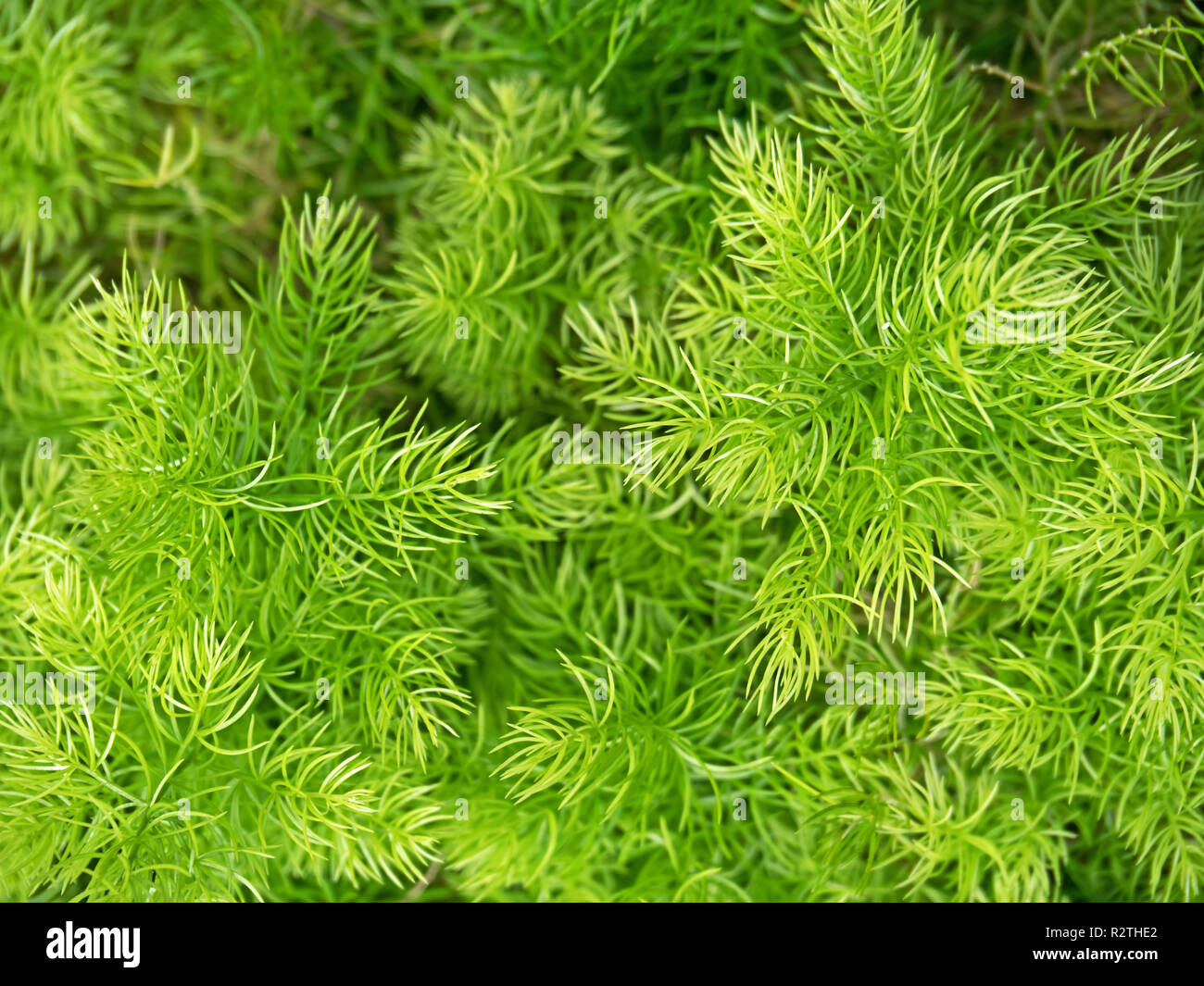 Asparagus densiflorus hires stock photography and images Alamy