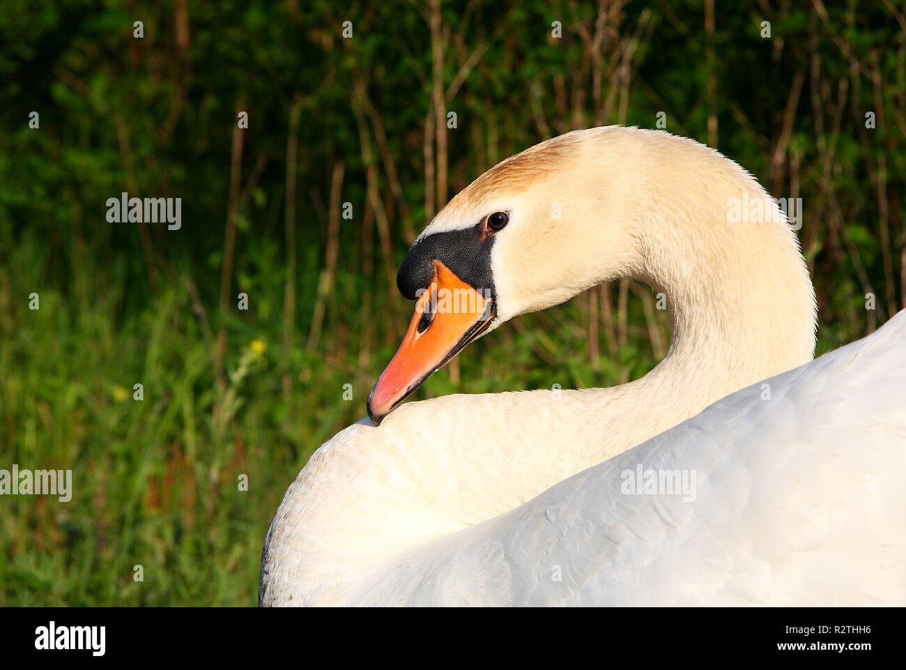 my dear swan Stock Photo