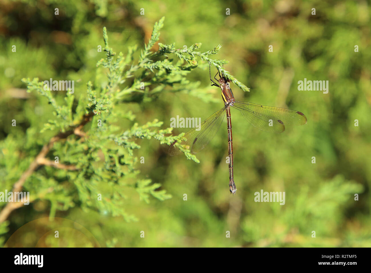 Dragonfly is hanging on a tree branch Stock Photo