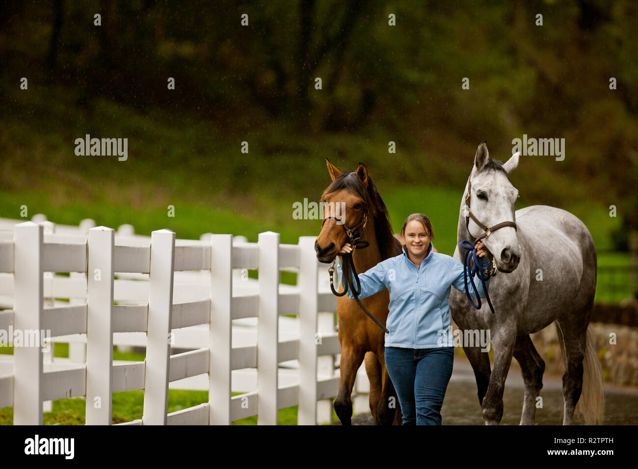 Young horse trainer exercising her horses. Stock Photo