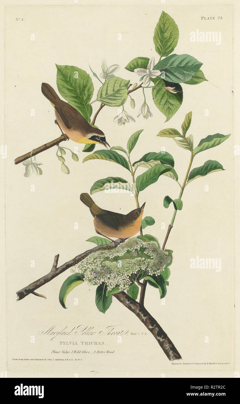 Maryland Yellow Throat. Dated: 1827. Medium: hand-colored etching and aquatint on Whatman paper. Museum: National Gallery of Art, Washington DC. Author: Robert Havell after John James Audubon. Stock Photo