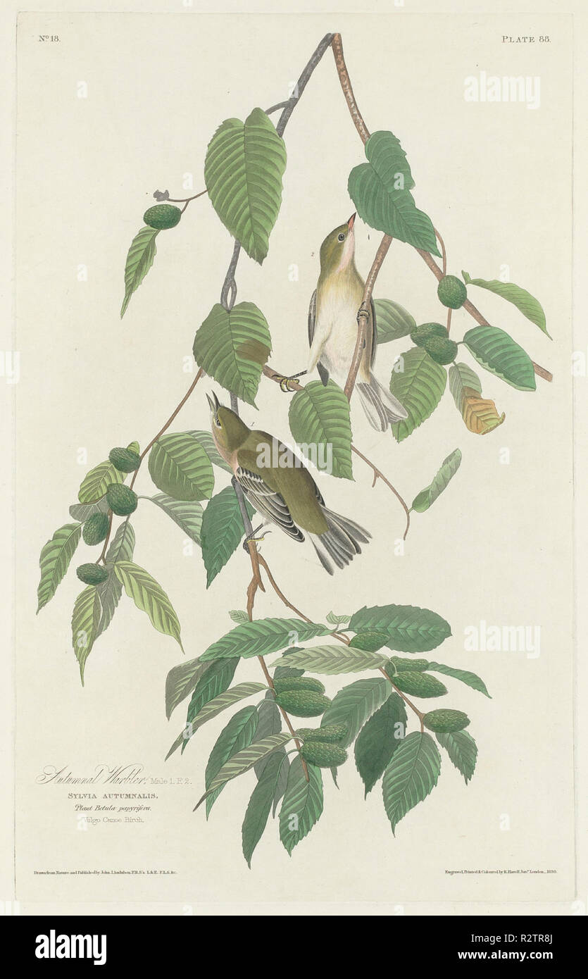 Autumnal Warbler. Dated: 1830. Medium: hand-colored etching and aquatint on Whatman paper. Museum: National Gallery of Art, Washington DC. Author: Robert Havell after John James Audubon. Stock Photo