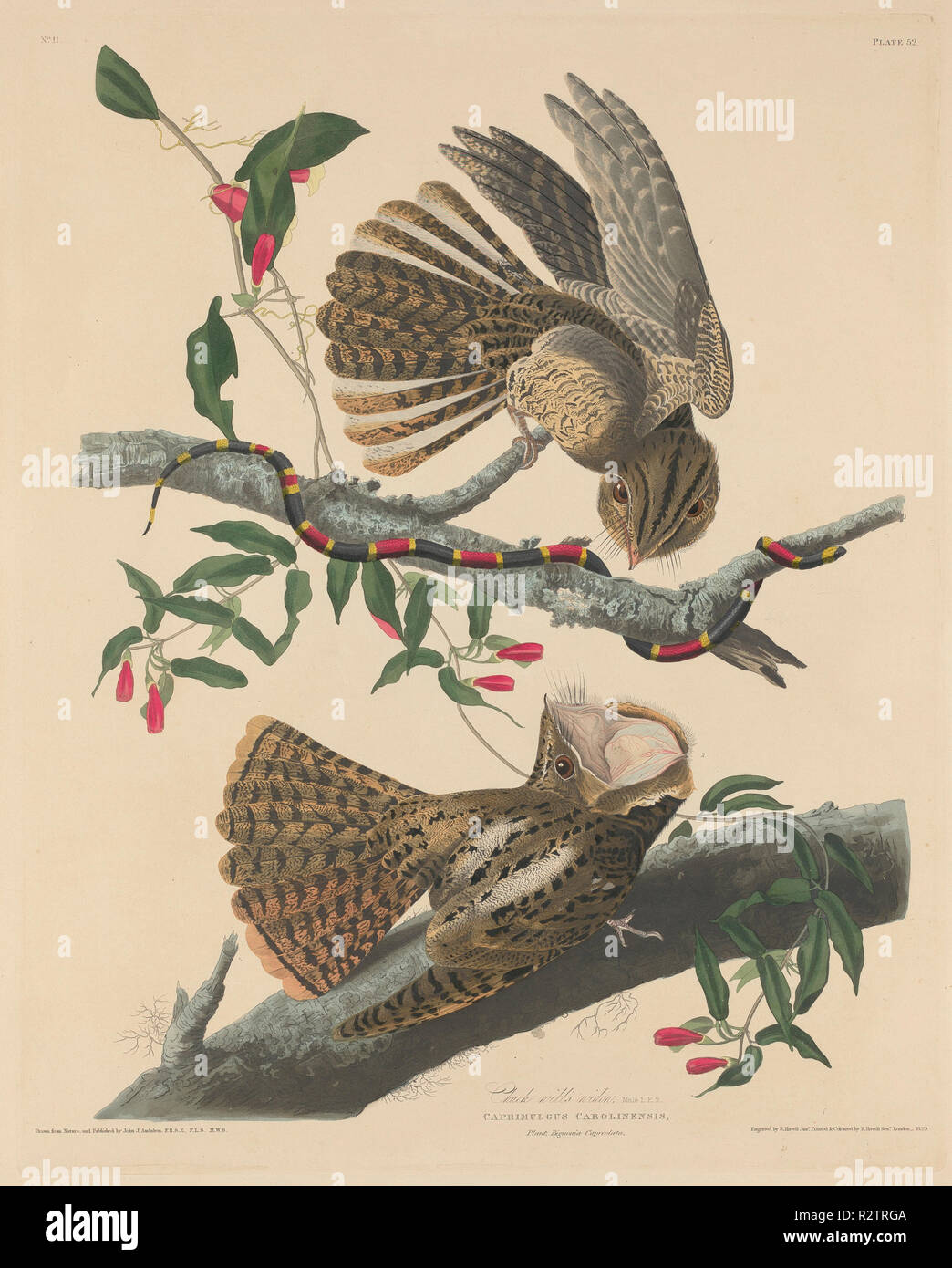 Chuck Will's Widow. Dated: 1829. Medium: hand-colored etching and aquatint on Whatman paper. Museum: National Gallery of Art, Washington DC. Author: Robert Havell after John James Audubon. Stock Photo