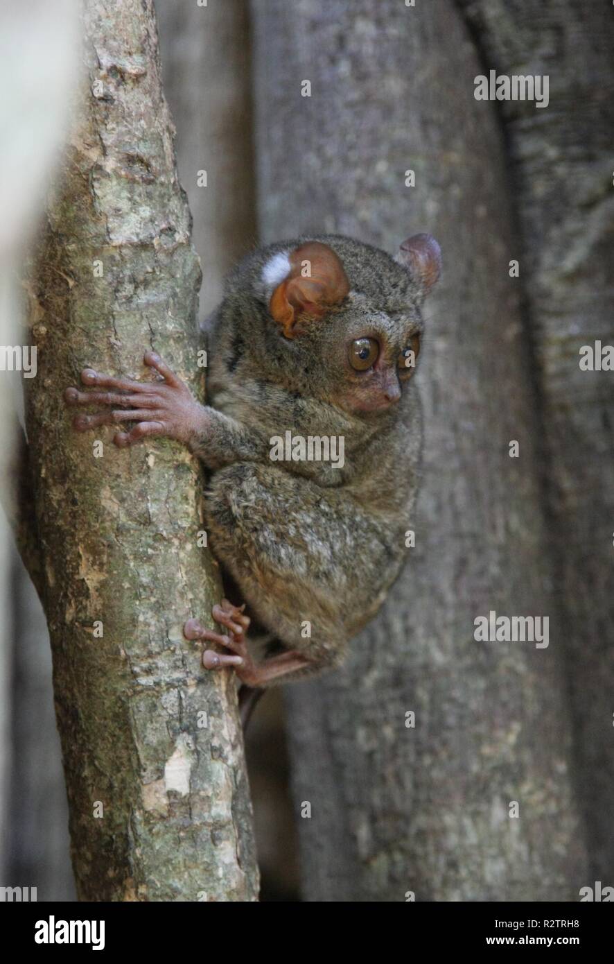 sulawesi tarsier Stock Photo