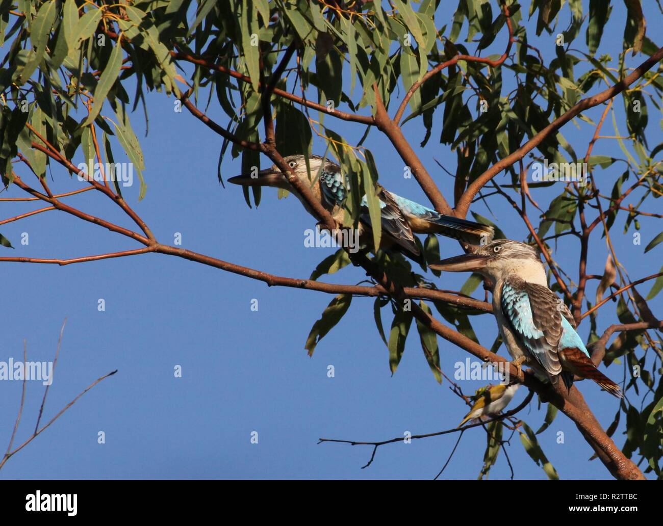 kookaburra Stock Photo