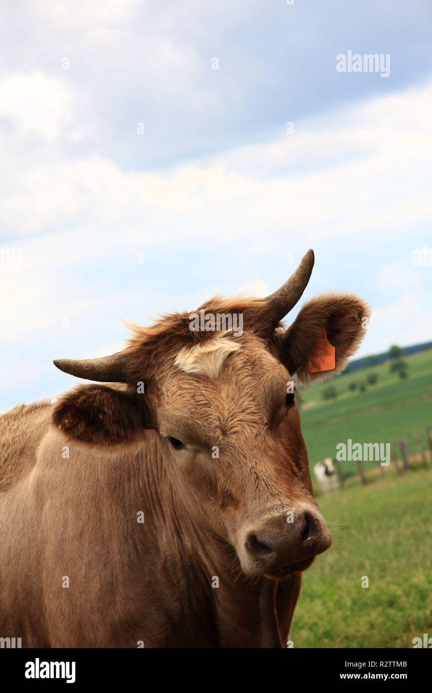 brown bull Stock Photo