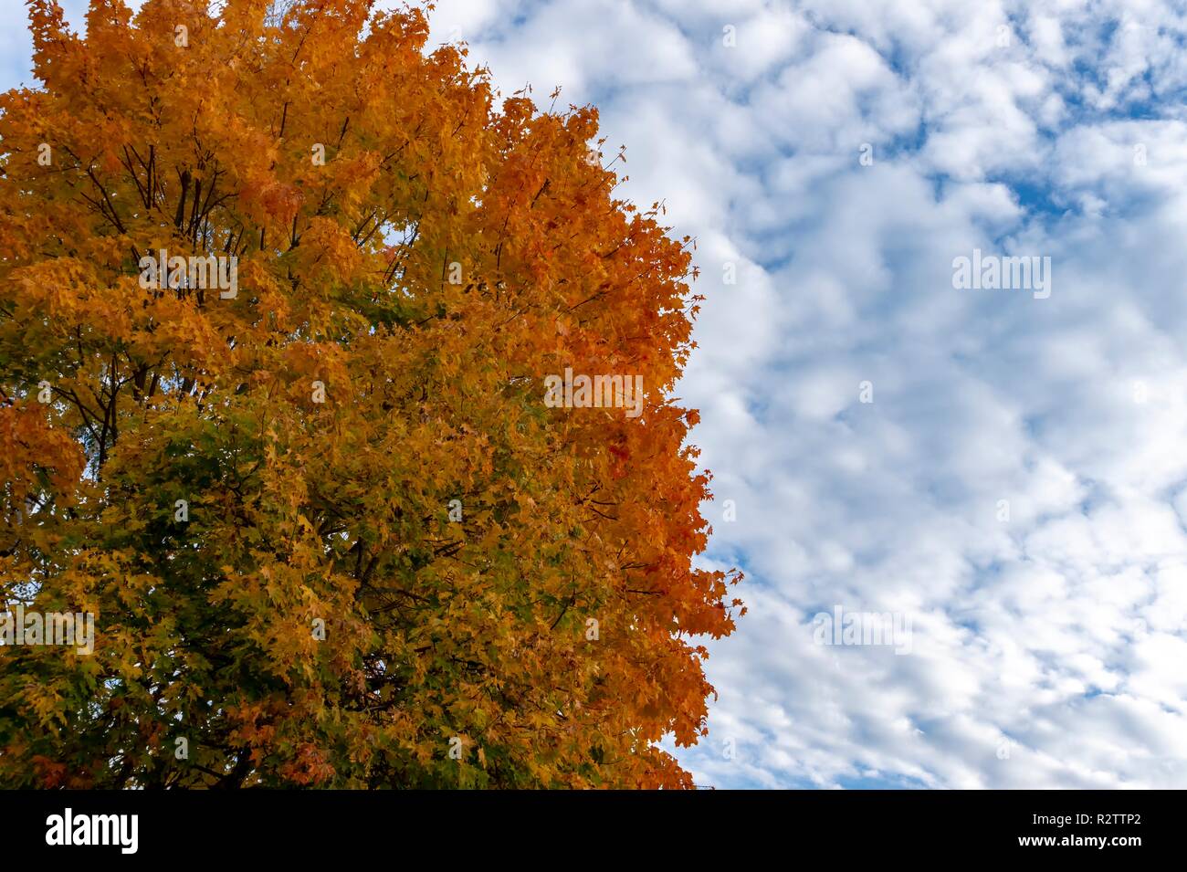 Colorful autumn leaves on a copse of tree under a sunny blue sky with ...