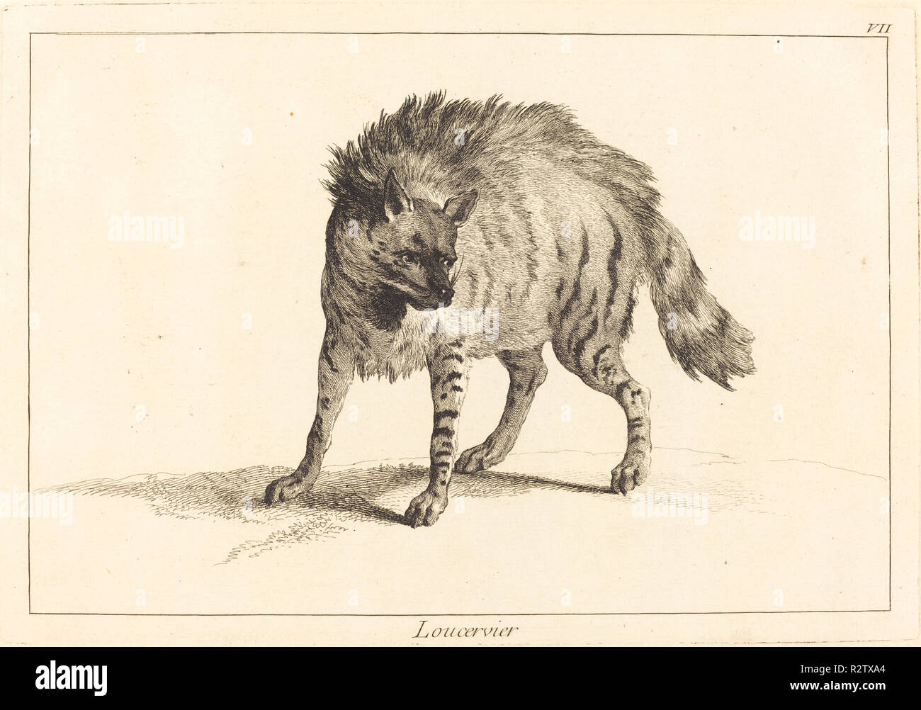 Loucervier (Hyena). Medium: etching finished with burin. Museum: National Gallery of Art, Washington DC. Author: Jacques-Philippe Le Bas and Jean Eric Rehn after Jean-Baptiste Oudry. Stock Photo