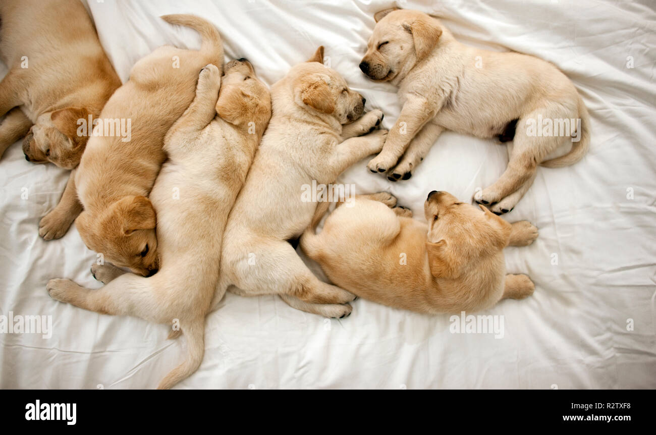Labrador puppies sleeping on bed Stock Photo - Alamy