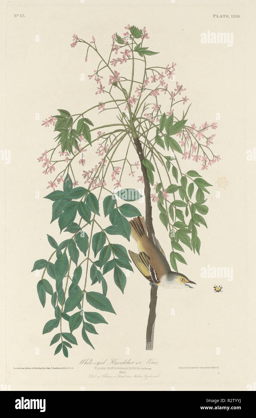 White-eyed Fly Catcher. Dated: 1829. Medium: hand-colored etching and aquatint on Whatman paper. Museum: National Gallery of Art, Washington DC. Author: Robert Havell after John James Audubon. Stock Photo