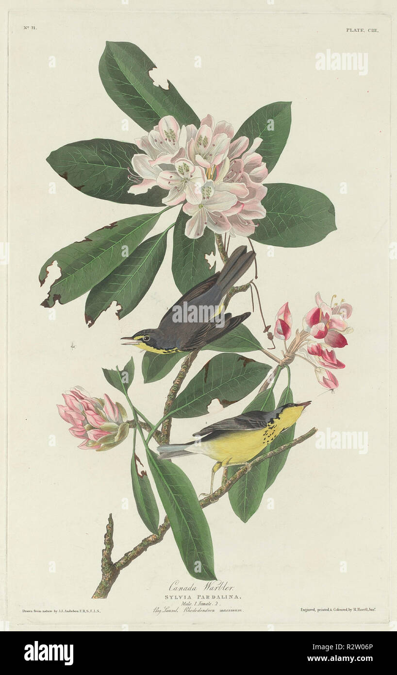 Canada Warbler. Dated: 1831. Medium: hand-colored etching and aquatint on Whatman paper. Museum: National Gallery of Art, Washington DC. Author: Robert Havell after John James Audubon. Stock Photo