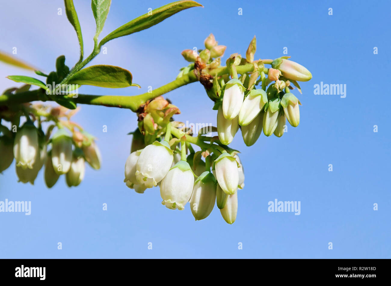 blueberry blossoms - bilberry flower 03 Stock Photo - Alamy