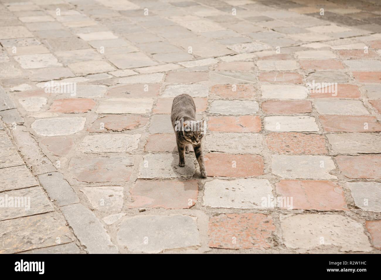 The cat is walking along the sidewalk on a city street Stock Photo - Alamy