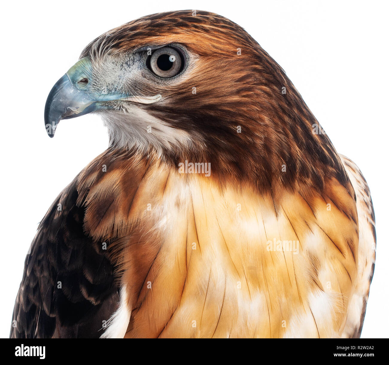 Closeup of red hawk isolated on white background. Stock Photo