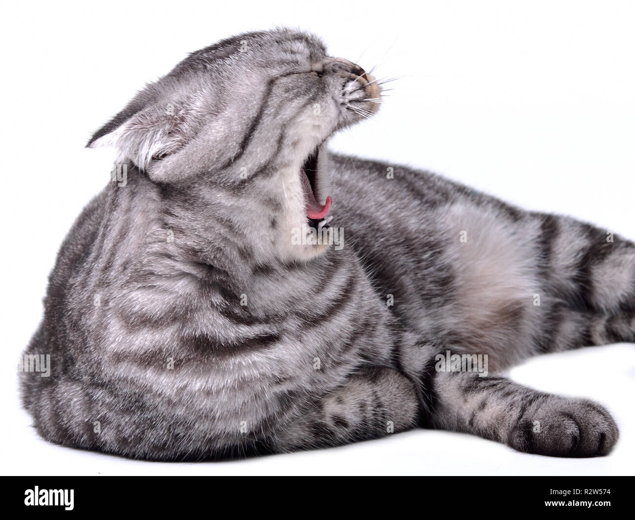 Stock Photo