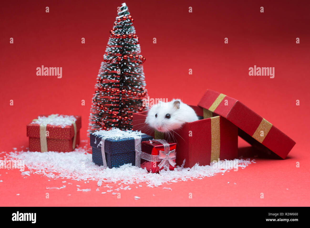 Cute christmas hamster inside gift box near christmas tree Stock Photo ...