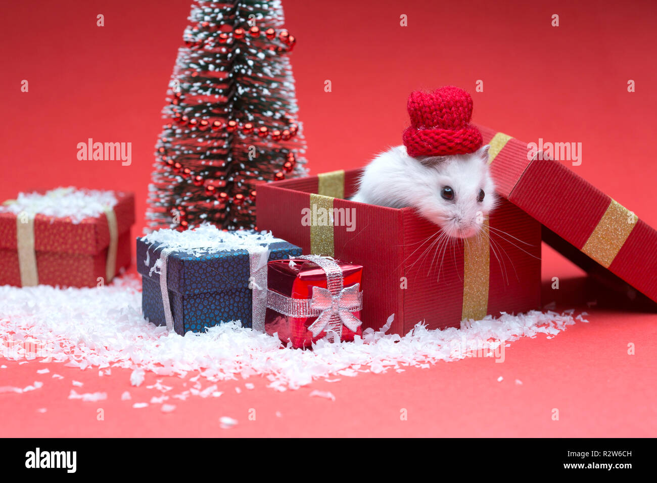 Picture of Cute christmas hamster inside gift box near christmas tree Stock Photo ...