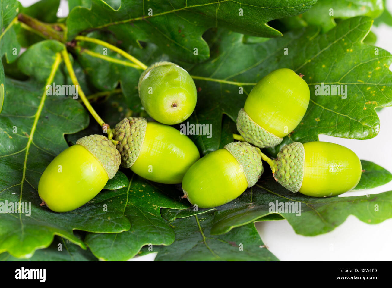 young acorns Stock Photo