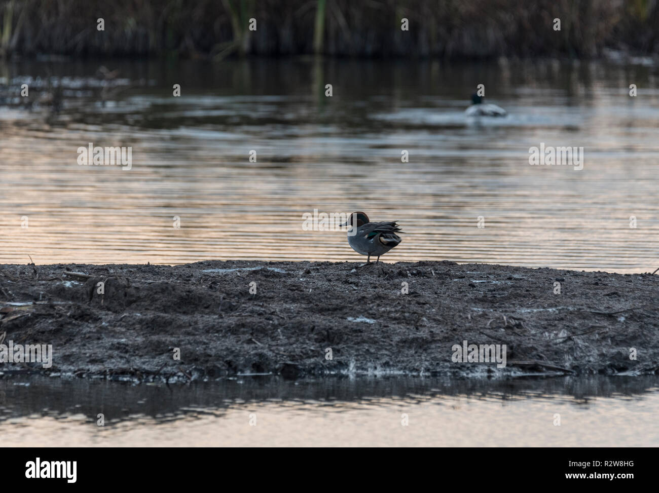 Standing male Teal (Anas crecca) Stock Photo