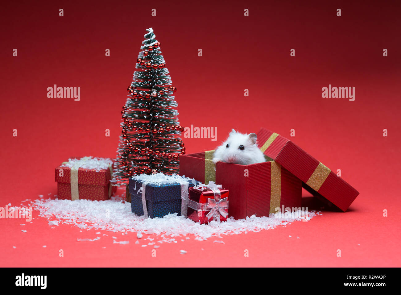 Cute christmas hamster inside box near christmas tree Stock Photo Alamy