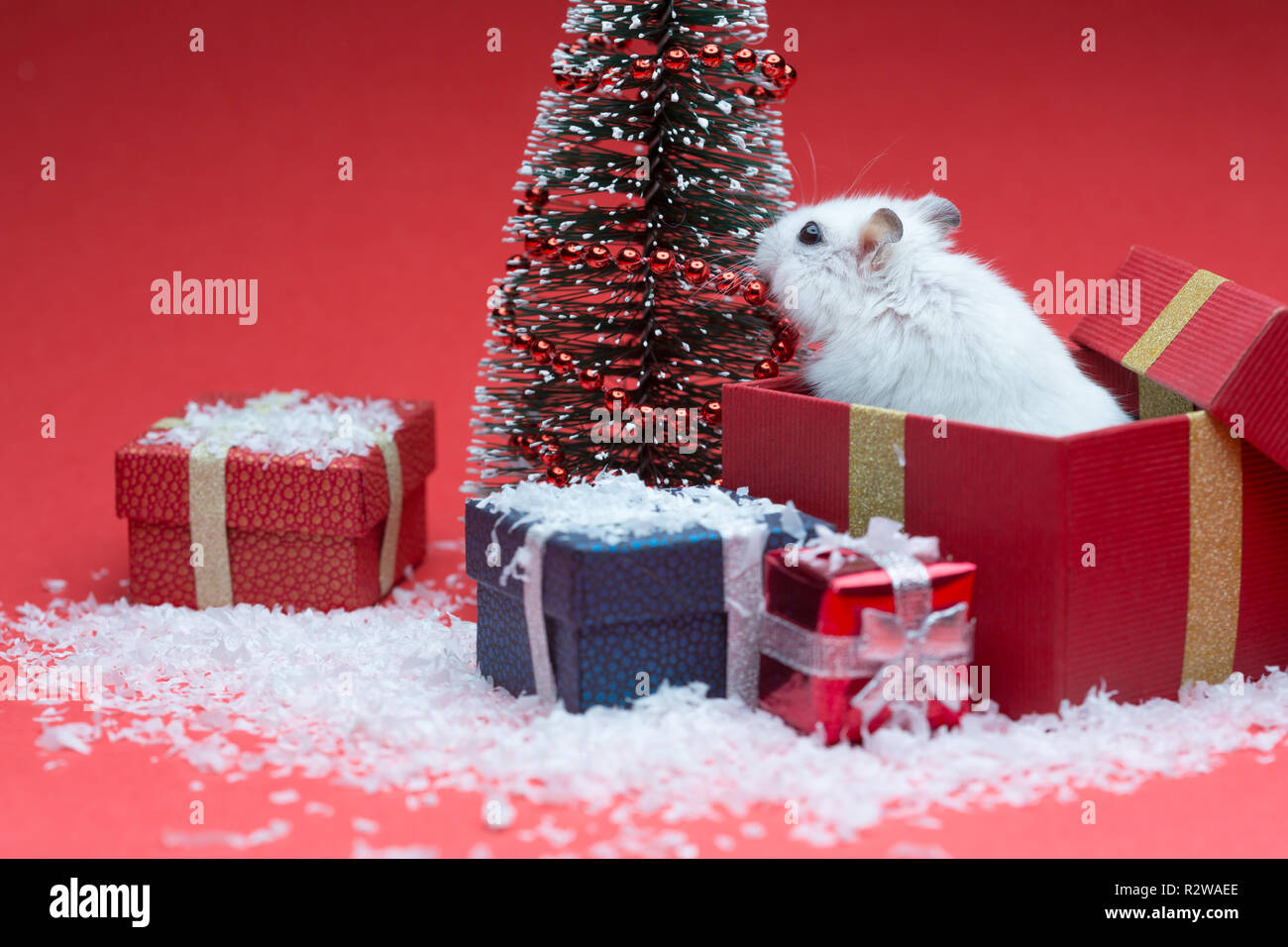 Cute christmas hamster inside box near christmas tree Stock Photo Alamy