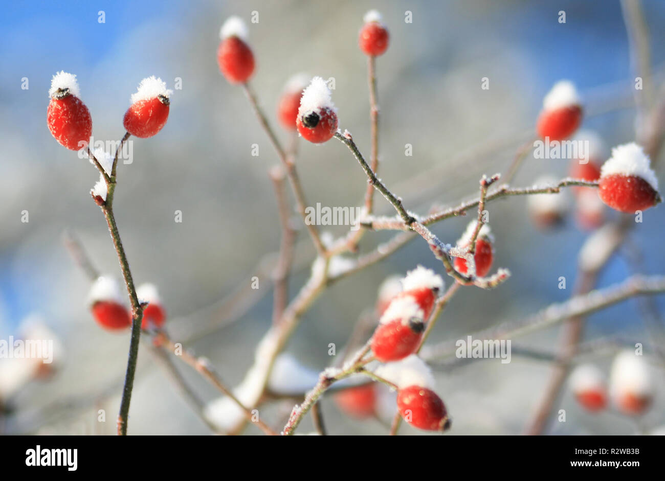 rosehip in winter Stock Photo