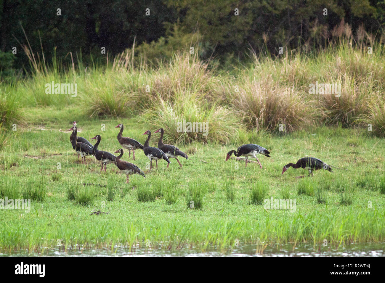 Black Spur-winged Goose (Plectropterus gambensis niger). Flock grazing, waters edge. Sub-species found south of the Zambesi. Here in Botswana. Africa. Stock Photo