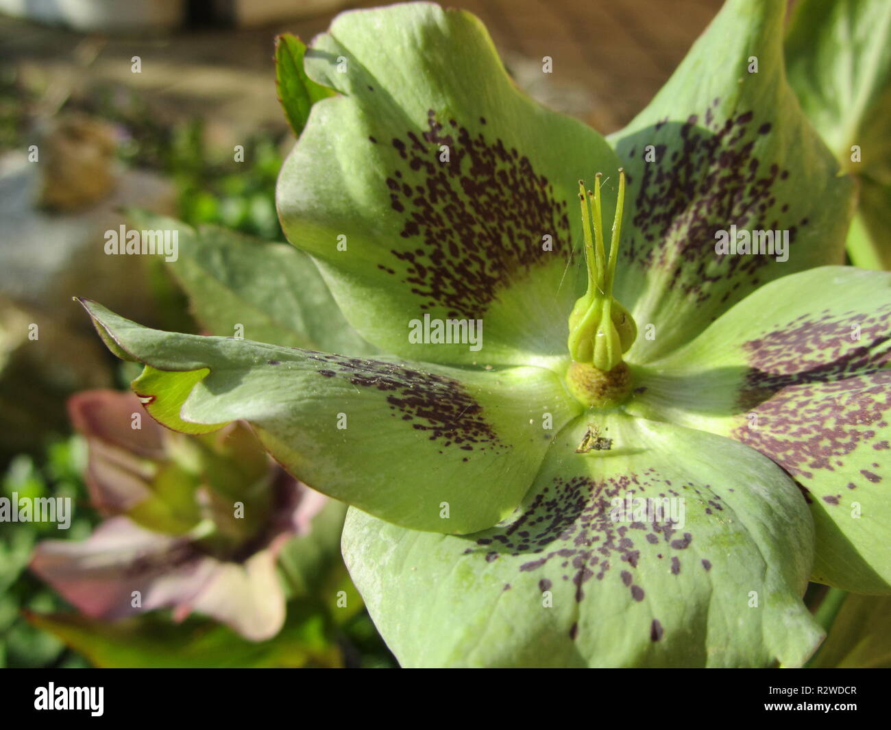 spotted helleborus hybrid Stock Photo