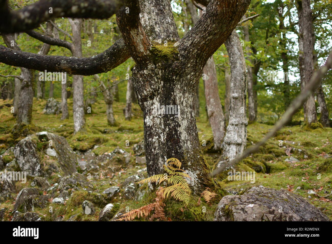 Oak Trunk with Boulders Around Stock Photo